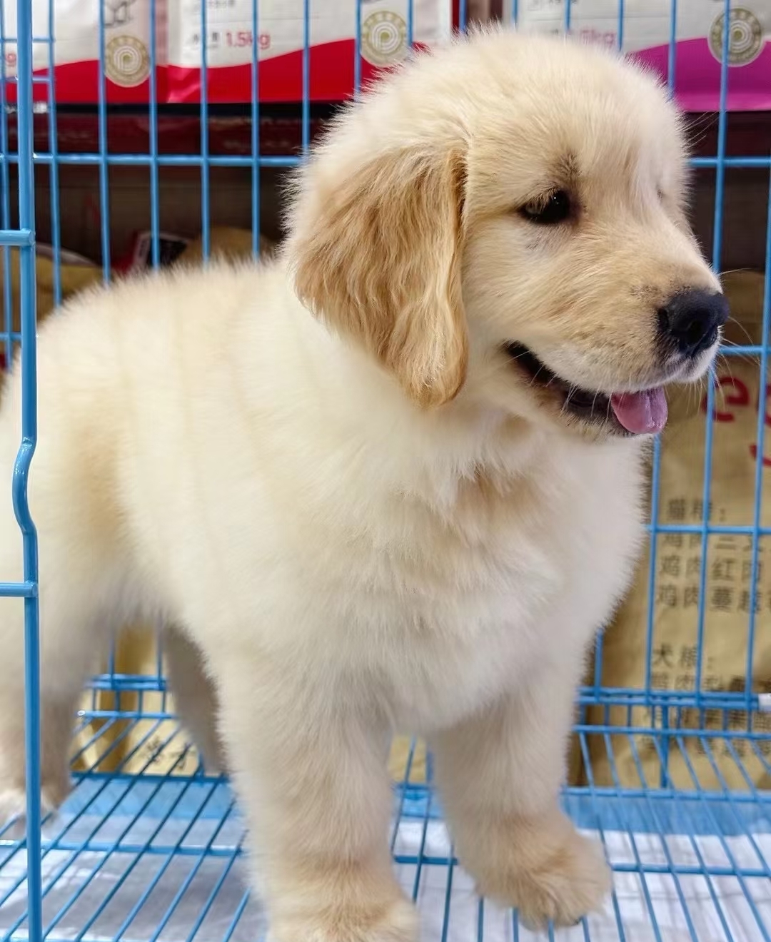 金毛是一种广受欢迎的犬种，以其友好、温顺的性格而著称